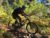 Cruzing on the Endor section of Big Cat Trail enduro mountain biking andorra singletrack