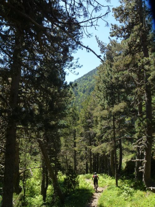 The Endor Section of Big Cat Trail enduro mountain biking andorra