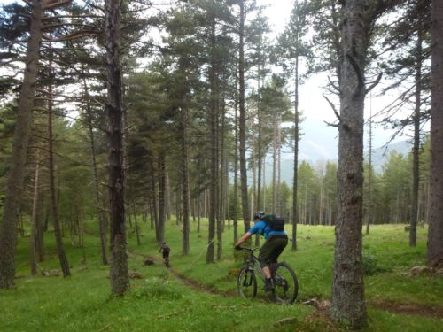 Woodland flow on Locals Only Trail enduro mountain biking andorra