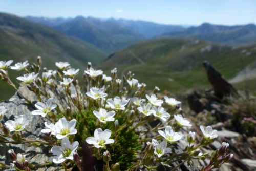 Mountain Flowers