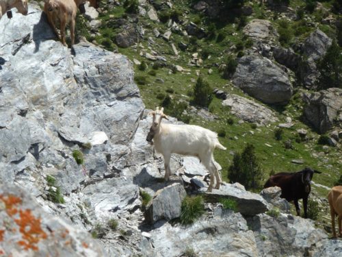 I am a goat and I wil kick your ass if you look at me funny