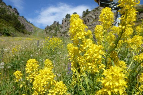 Meadow Flowers on Big Cat