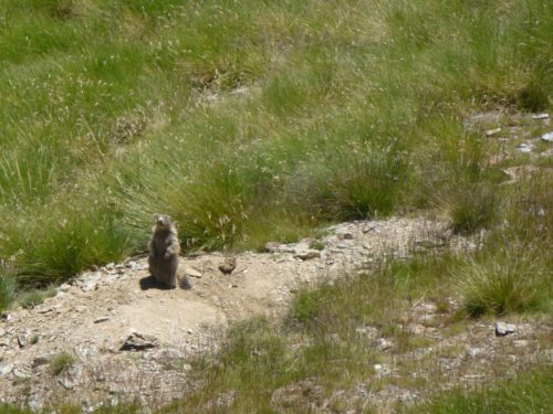 Whaddayawant?! Killer Marmot Attack