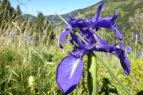 Alpine Flowers Enduro Mountain Biking Andorra Natural Singletrack